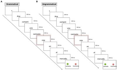 Morphological transparency and markedness matter in heritage speaker gender processing: an EEG study